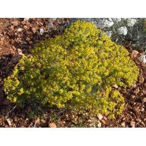 Euphorbia cyparissias - Euphorbe Petit Cyprès