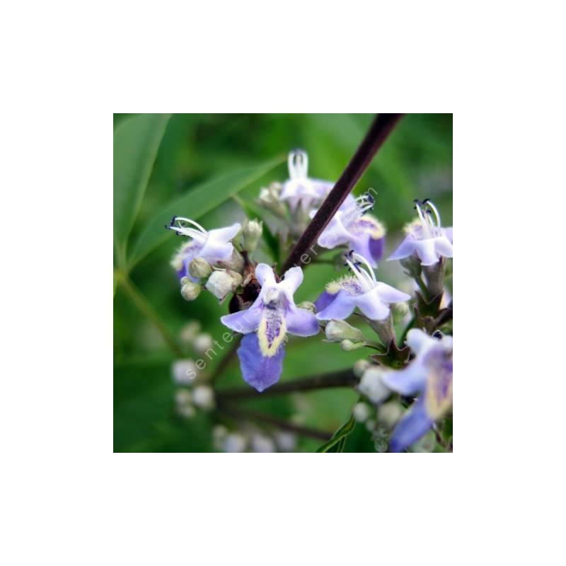 Vitex negundo var. cannabifolia - Gattilier à feuilles de cannabis