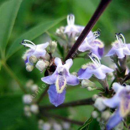 Vitex negundo var. cannabifolia - Gattilier à feuilles de cannabis