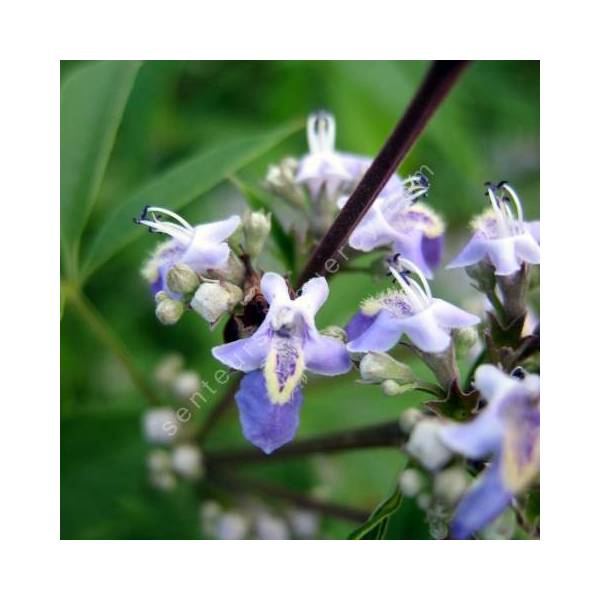 Vitex negundo var. cannabifolia - Gattilier à feuilles de cannabis