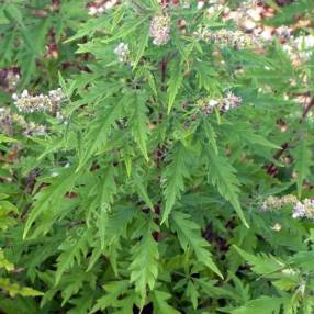 Vitex negundo var. heterophylla - Gattilier de Chine