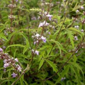 Vitex negundo var. heterophylla - Gattilier de Chine