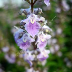 Vitex negundo var. heterophylla - Gattilier de Chine