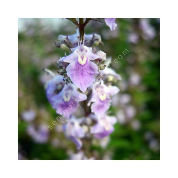 Vitex negundo var. heterophylla - Gattilier de Chine