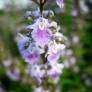 Vitex negundo var. heterophylla - Gattilier de Chine