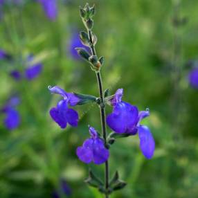 Fleur de Salvia 'Blue Note' - Sauge arbustive bleue