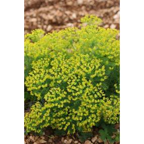 Euphorbia cyparissias - Euphorbe Petit Cyprès