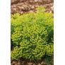 Euphorbia cyparissias - Euphorbe Petit Cyprès