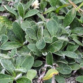 Hieracium pilosella - Piloselle - Oreille de Souris