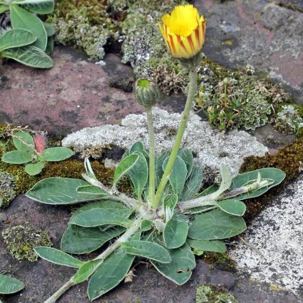 Hieracium pilosella - Piloselle - Oreille de Souris