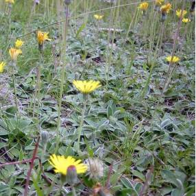 Hieracium pilosella - Piloselle - Oreille de Souris