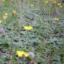 Hieracium pilosella - Piloselle - Oreille de Souris