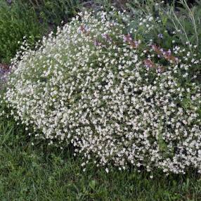 Dorycnium pentaphyllum - Badasse à cinq folioles