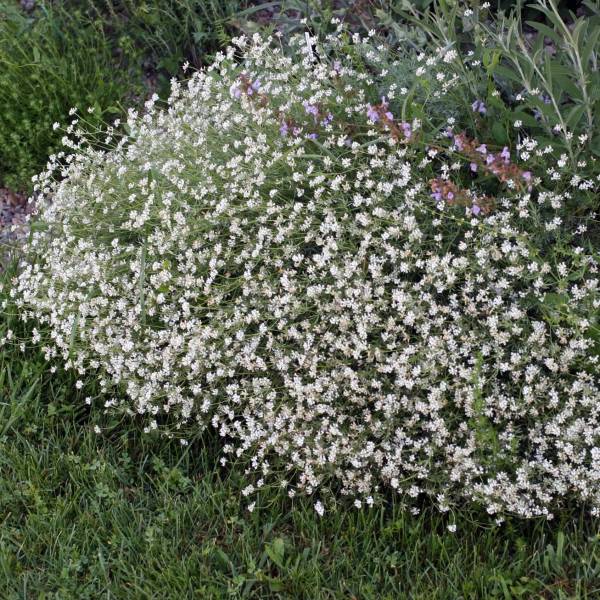 Dorycnium pentaphyllum - Badasse à cinq folioles