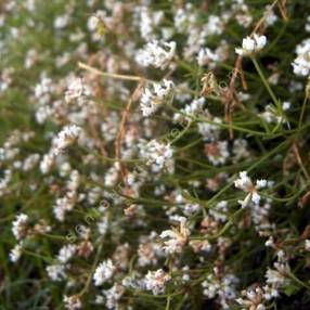 Dorycnium pentaphyllum - Badasse à cinq folioles