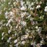 Dorycnium pentaphyllum - Badasse à cinq folioles