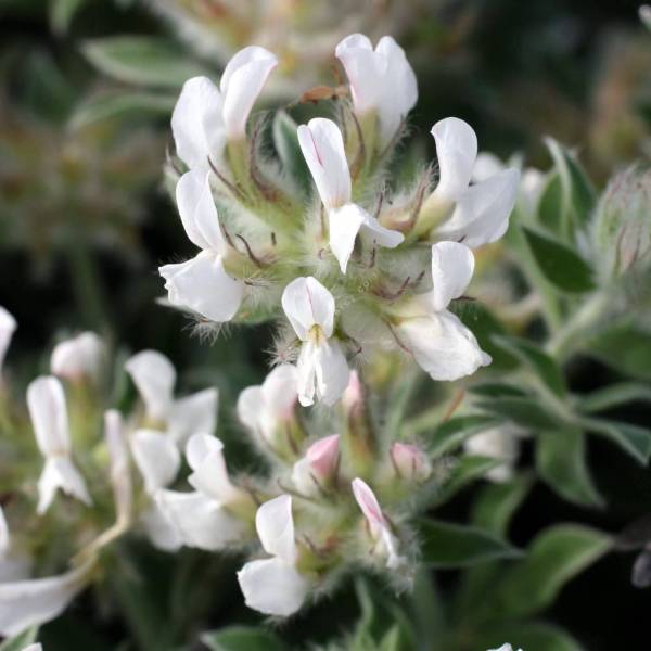 Dorycnium hirsutum 'Fréjorgues' - Dorycnie Dorycnium hirsutum 'Fréjorgues' - Dorycnie