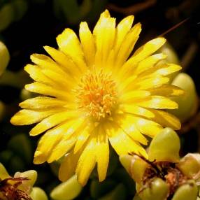 Delosperma nubigenum ex. linerae - Pourpier vivace jaune