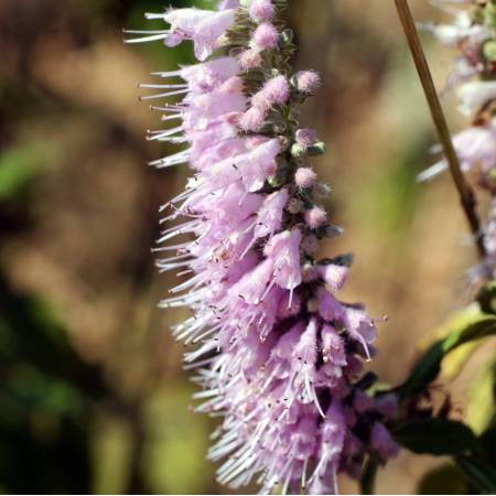 Elsholtzia stauntonii - Menthe en arbre.