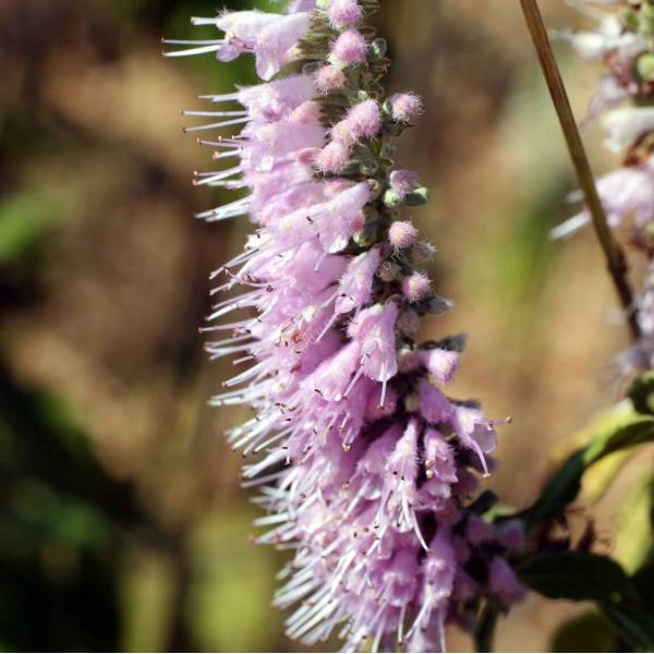 Elsholtzia stauntonii - Menthe en arbre.