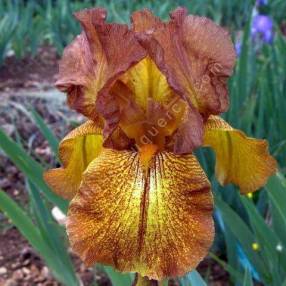 Iris 'Autumn Echo'