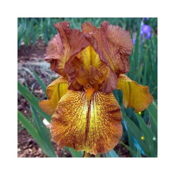 Iris 'Autumn Echo'