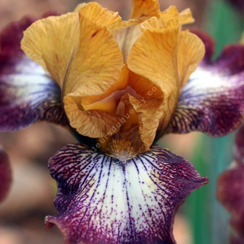 Iris 'Broadway Baby'