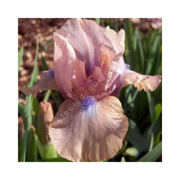 Iris 'Chanted' Iris 'Chanted'