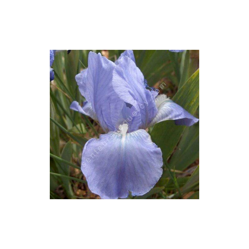 Iris 'Open Sky'