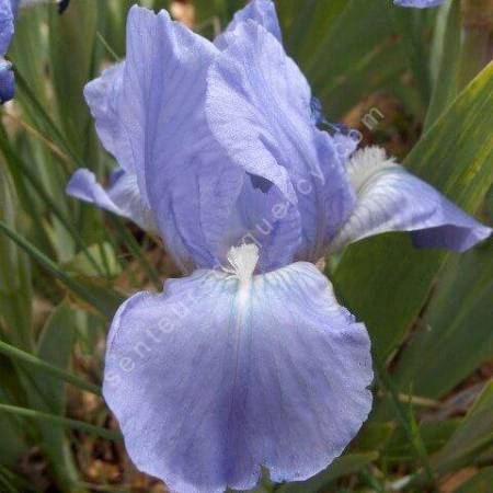 Iris 'Open Sky'