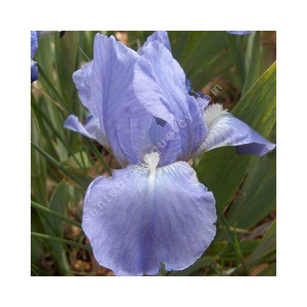 Iris 'Open Sky' Iris 'Open Sky'