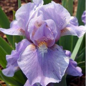Iris 'Pigeon'