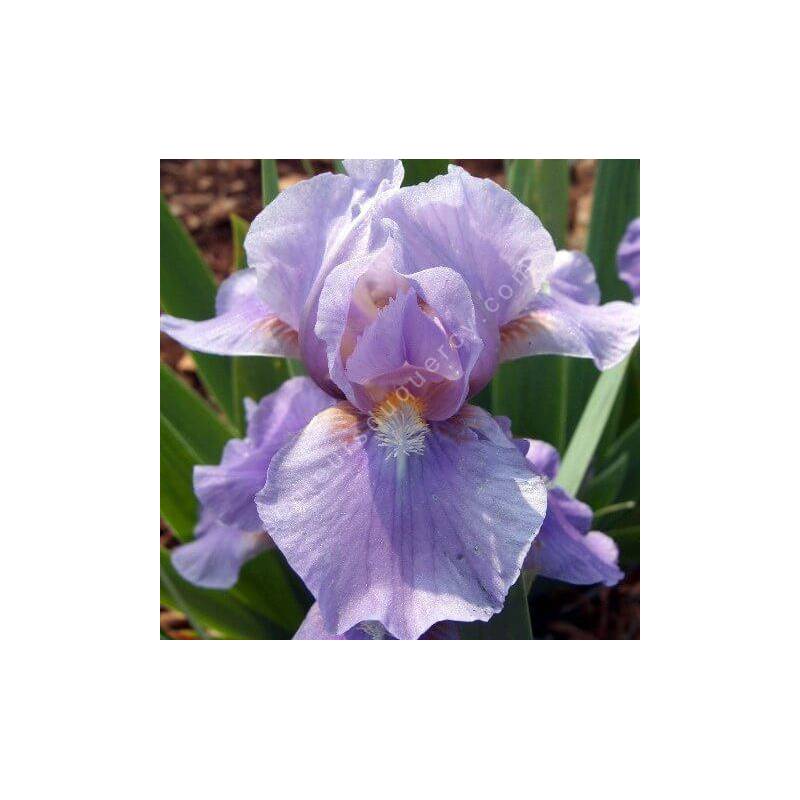 Iris 'Pigeon'