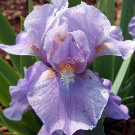 Iris 'Pigeon'
