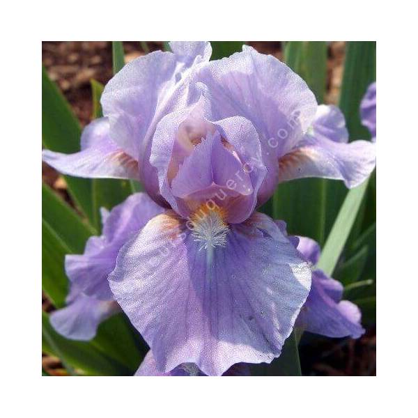 Iris 'Pigeon' Iris 'Pigeon'