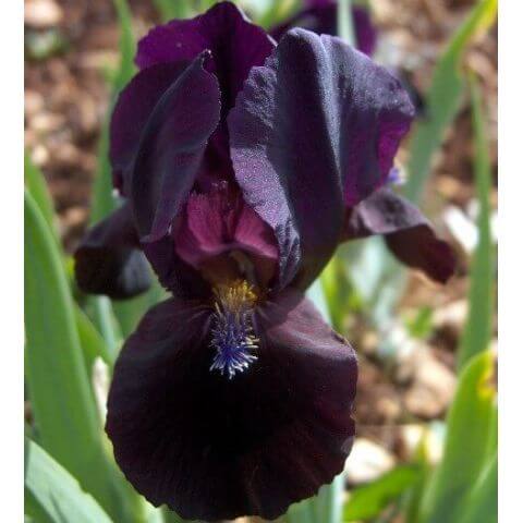 Nain de jardin noir Nain de jardin noir