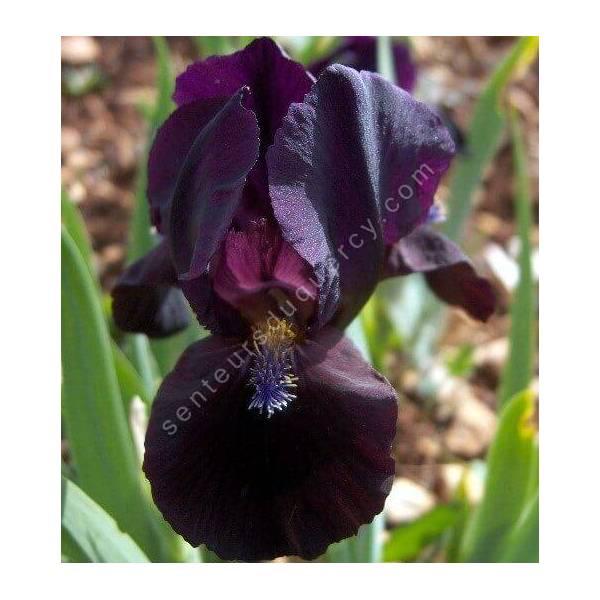 Iris 'Demon' Iris 'Demon'