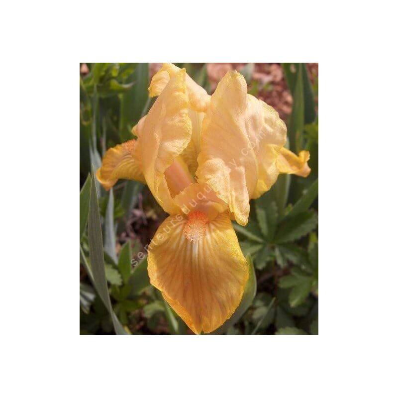 Iris 'Melon Honey'