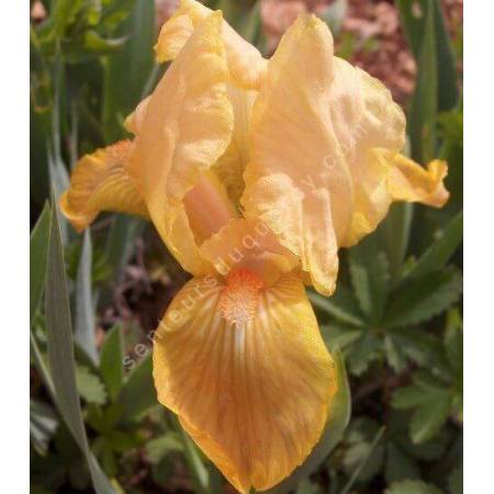 Iris 'Melon Honey'