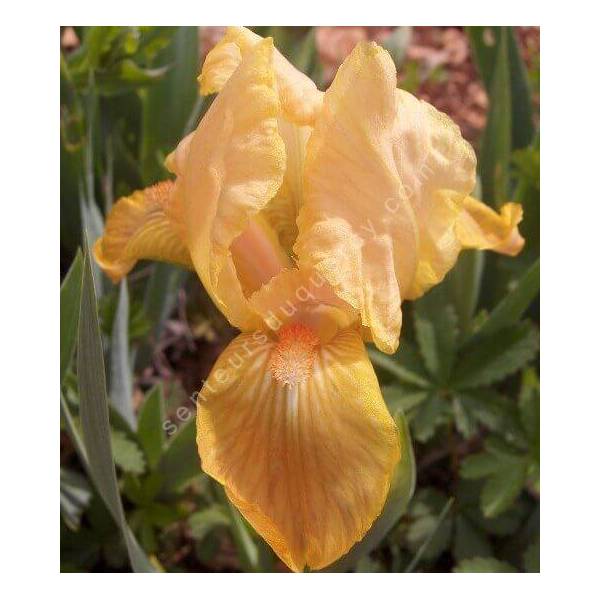 Iris 'Melon Honey' Iris 'Melon Honey'