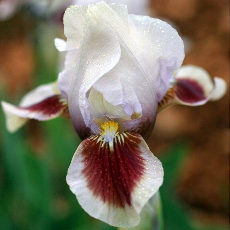 Iris 'Red Heart'