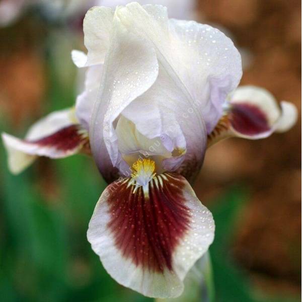 Iris 'Red Heart' Iris 'Red Heart'