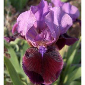 Iris 'Regard'