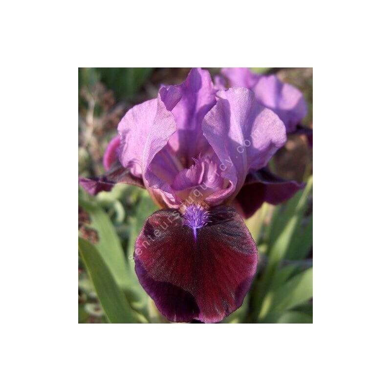 Iris 'Regard'