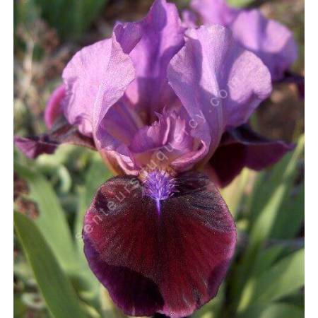 Iris 'Regard'