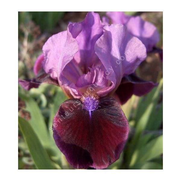 Iris 'Regard' Iris 'Regard'