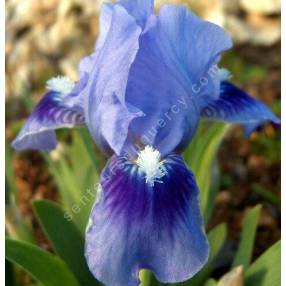 Iris 'Tinkerbell'