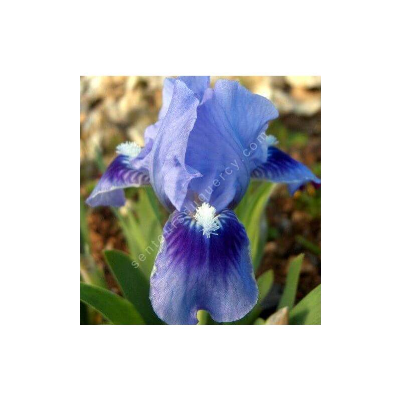 Iris 'Tinkerbell'