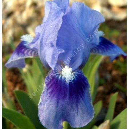 Iris 'Tinkerbell'