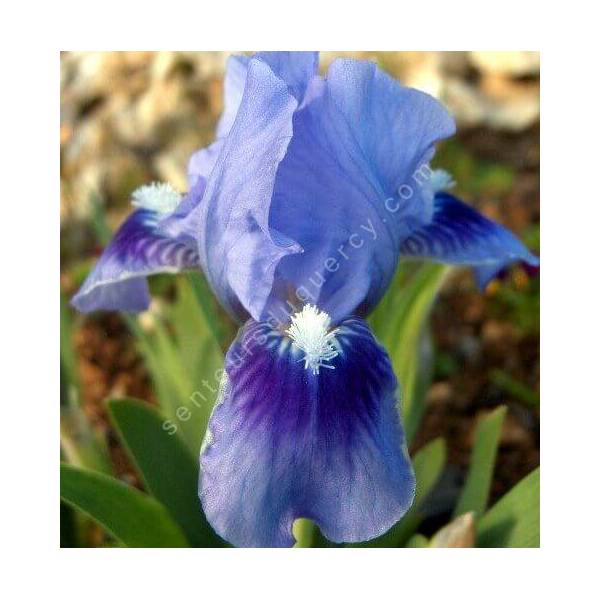 Iris 'Tinkerbell' Iris 'Tinkerbell'